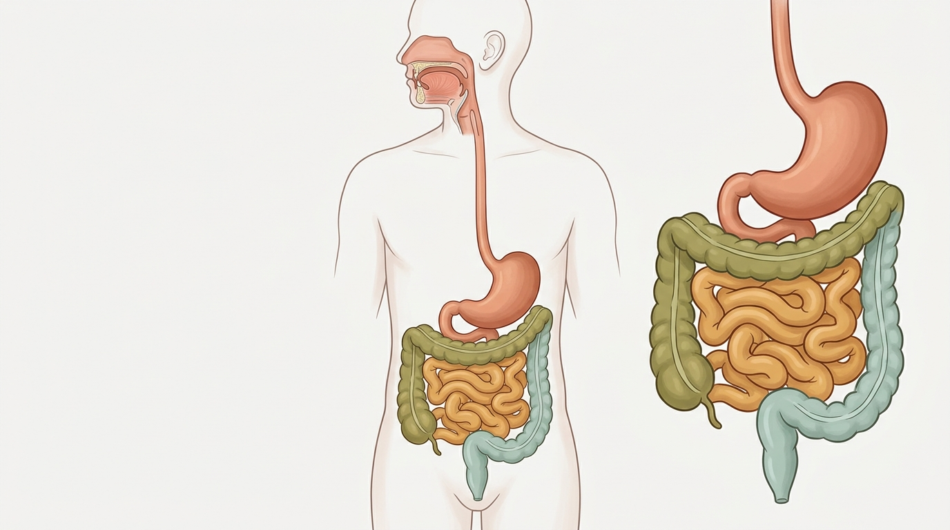 How Does Digestion Actually Work After You Eat?