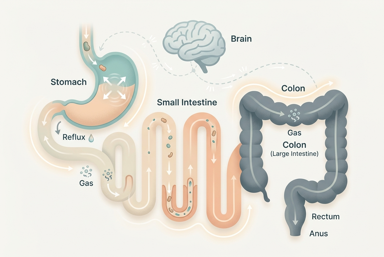 Digestive system diagram showing common post-meal triggers such as gas movement, reflux, and gut-brain signaling.