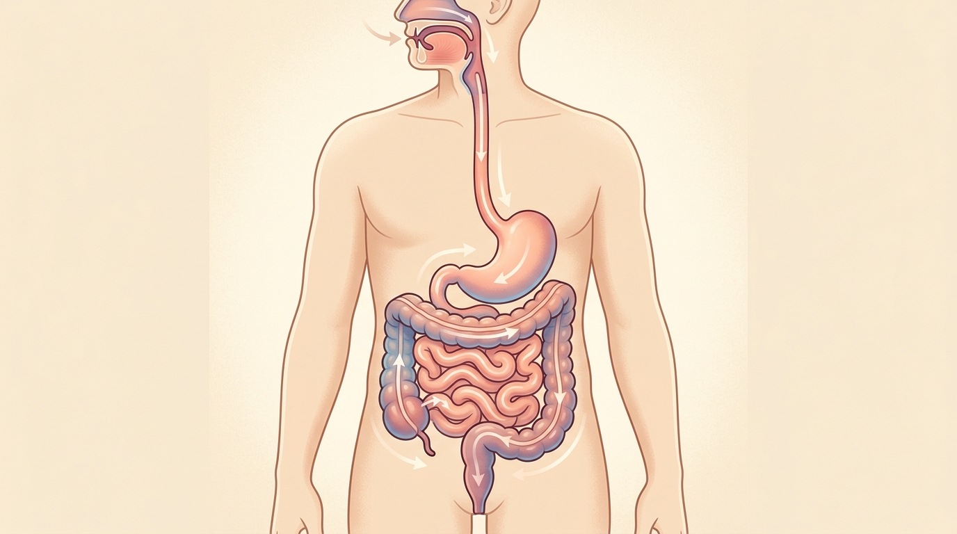 Human digestive tract showing the path from mouth to stomach, intestines, and colon
