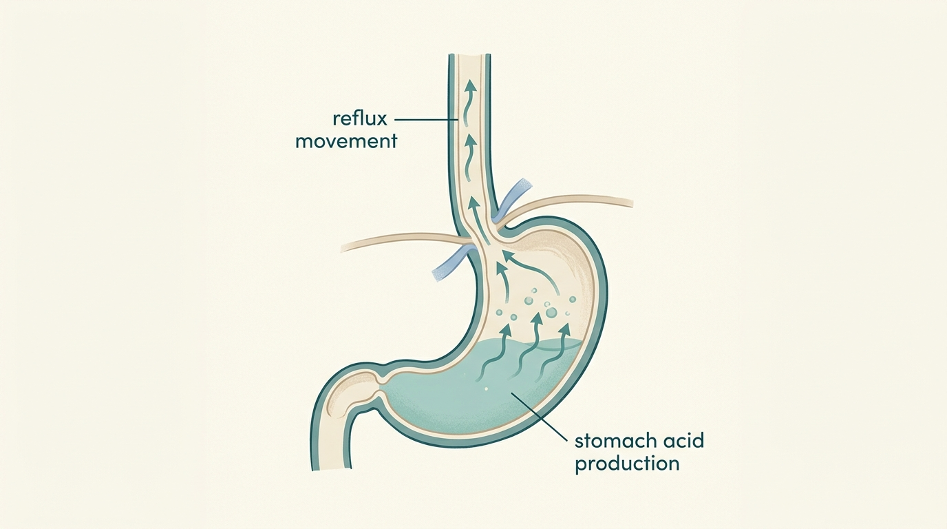 Low vs High Stomach Acid: Why Symptoms Cannot Tell You Which One You Have